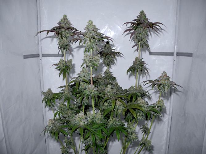 Slush Mint Cake - Dutch Passion. Week 12 - Nikon