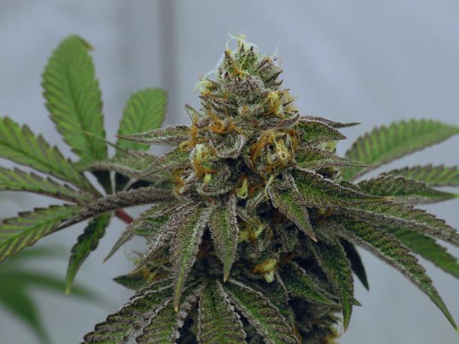 Slush Mint Cake - Dutch Passion. Week 12 - Nikon