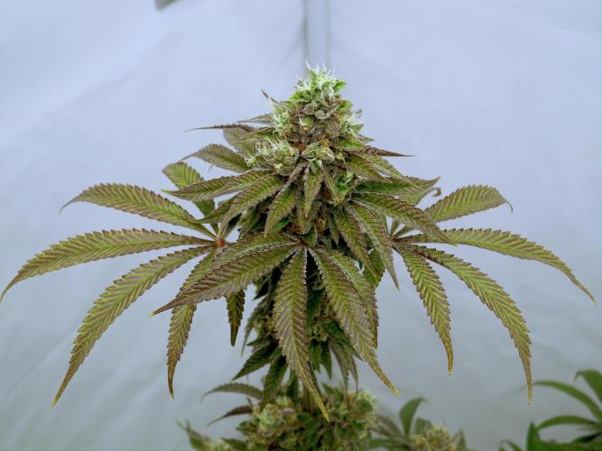 Slush Mint Cake - Dutch Passion. Week 12 - Nikon