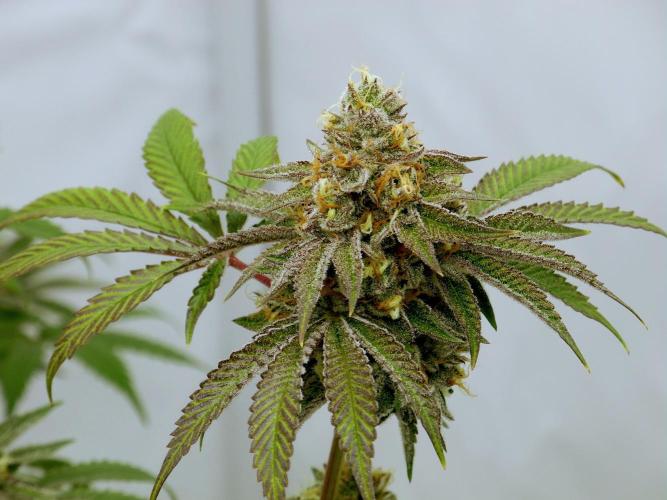 Slush Mint Cake - Dutch Passion. Week 12 - Nikon