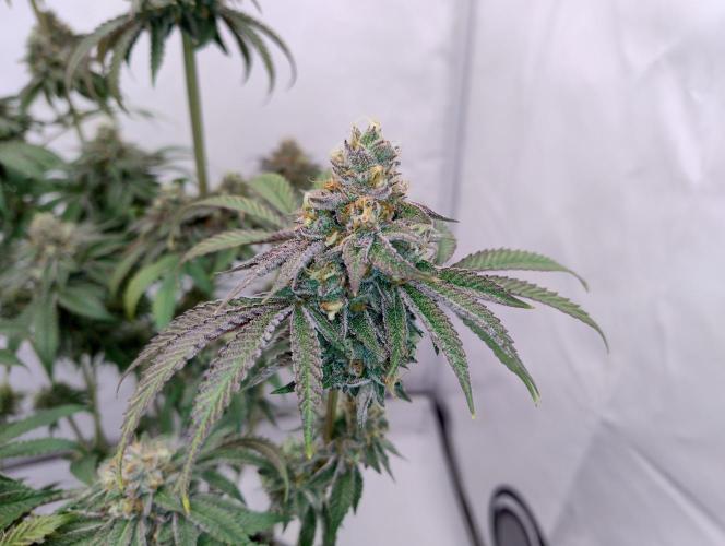 Slush Mint Cake - Dutch Passion. Week 12 - MotoG84
