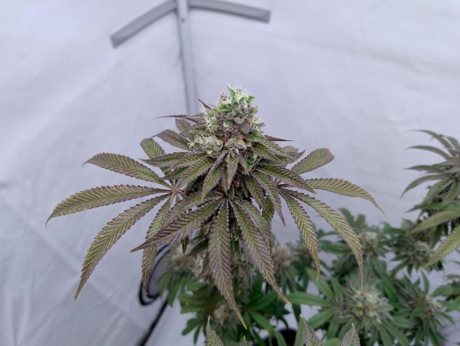 Slush Mint Cake - Dutch Passion. Week 12 - MotoG84