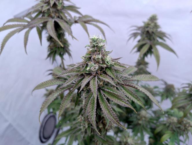 Slush Mint Cake - Dutch Passion. Week 12 - MotoG84