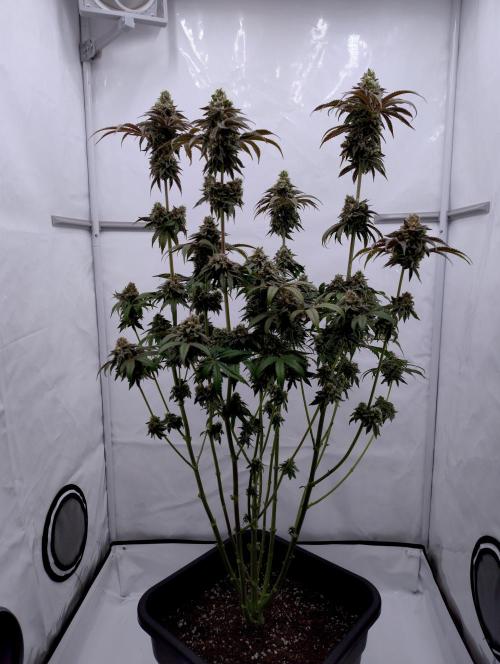 Slush Mint Cake - Dutch Passion. Week 12 - MotoG84