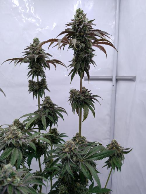 Slush Mint Cake. Week 12