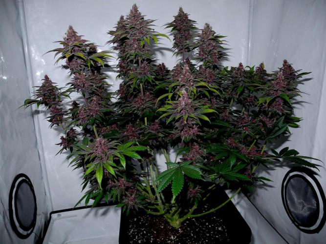 Sour Fruit Tartare F1 #8 - Dutch Passion. Week 12 - Nikon with flash