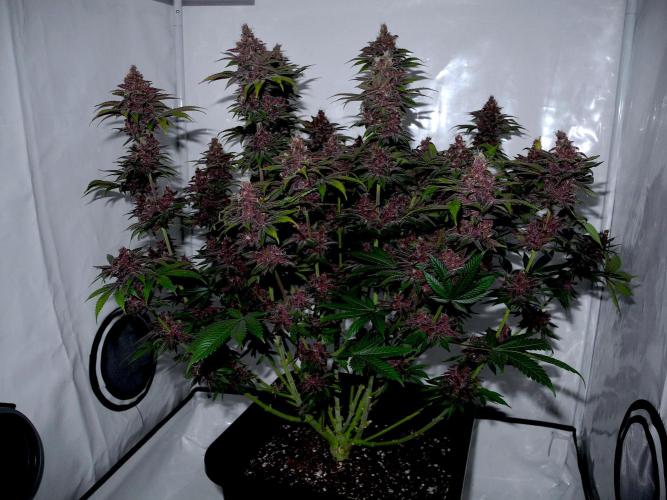 Sour Fruit Tartare F1 #8 - Dutch Passion. Week 12 - Nikon with flash