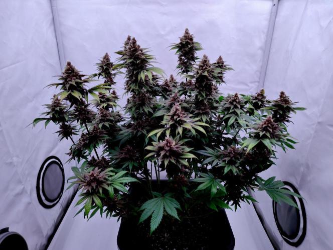 Sour Fruit Tartare F1 #8 - Dutch Passion. Week 12 - MotoG84