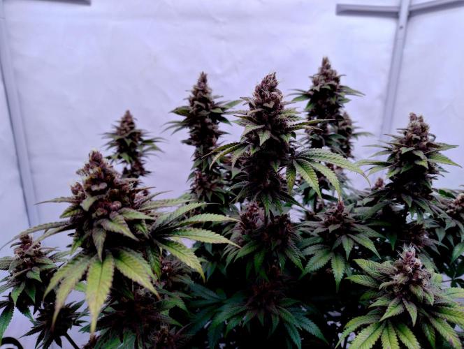 Sour Fruit Tartare F1 #8 - Dutch Passion. Week 12 - MotoG84