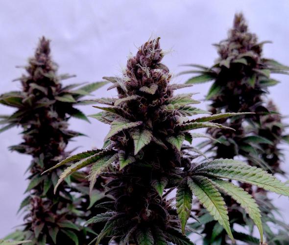 Sour Fruit Tartare F1 #8 - Dutch Passion. Week 12 - MotoG84