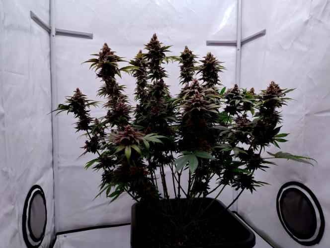 Sour Fruit Tartare F1 #8 - Dutch Passion. Week 12 - MotoG84