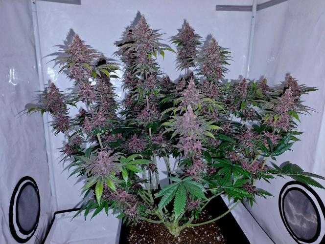 Sour Fruit Tartare F1 #8 - Dutch Passion. Week 12 - MotoG84 with flash