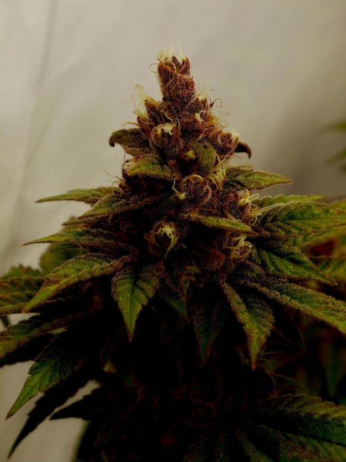 Sour Fruit Tartare F1 - #8. Week 12