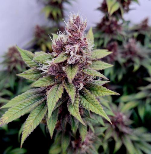 Sour Fruit Tartare F1 #8 - Dutch Passion. Week 12 - Belated Closeup MotoG84