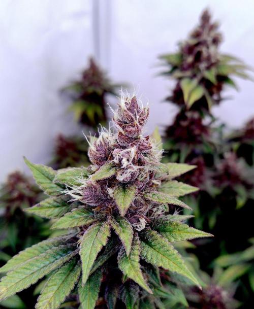 Sour Fruit Tartare F1 #8 - Dutch Passion. Week 12 - Belated Closeup MotoG84