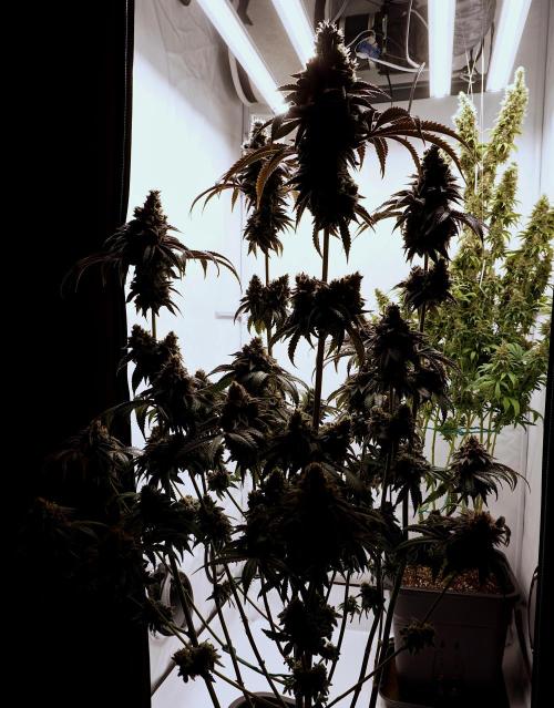 Slush Mint Cake - Dutch Passion. Week 13