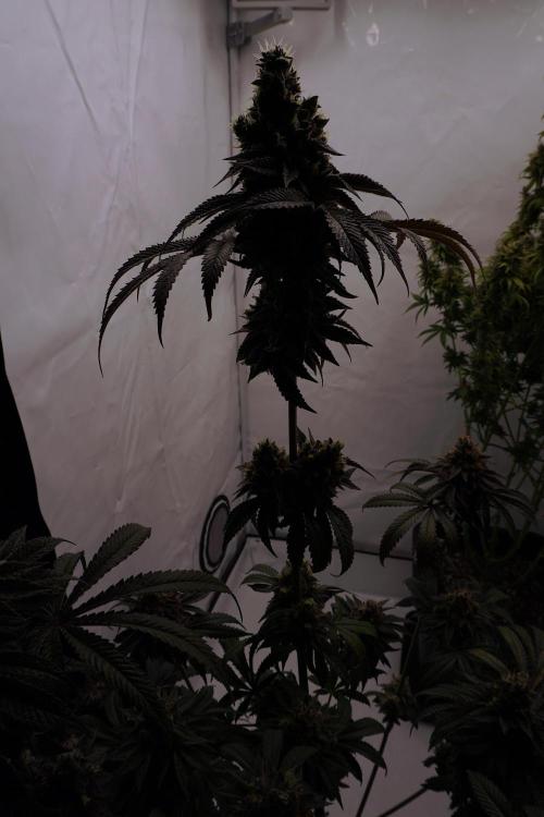Slush Mint Cake - Dutch Passion. Week 13