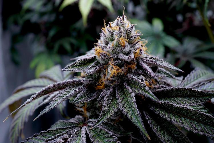 Slush Mint Cake - Dutch Passion. Week 13