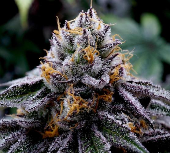 Slush Mint Cake - Dutch Passion. Week 13