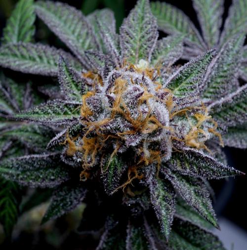 Slush Mint Cake - Dutch Passion. Week 13