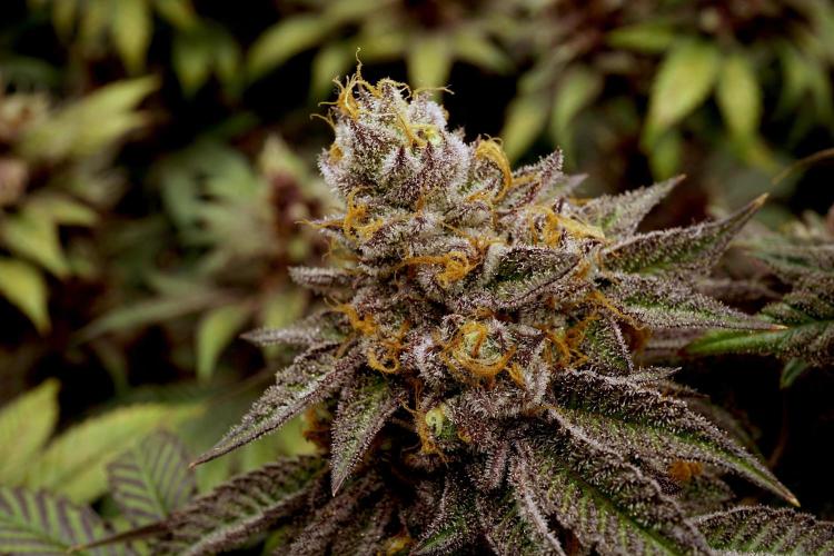 Slush Mint Cake - Dutch Passion. Week 13