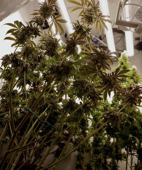 Slush Mint Cake - Dutch Passion. Week 13