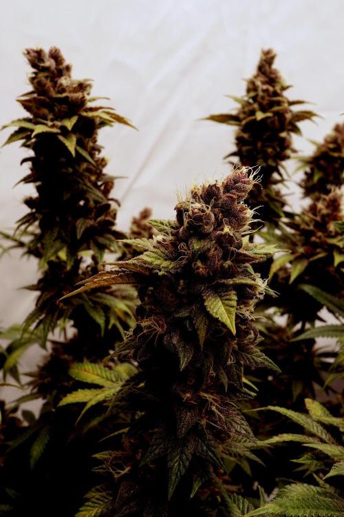 Sour Fruit Tartare F1 #8 - Dutch Passion. Week 13