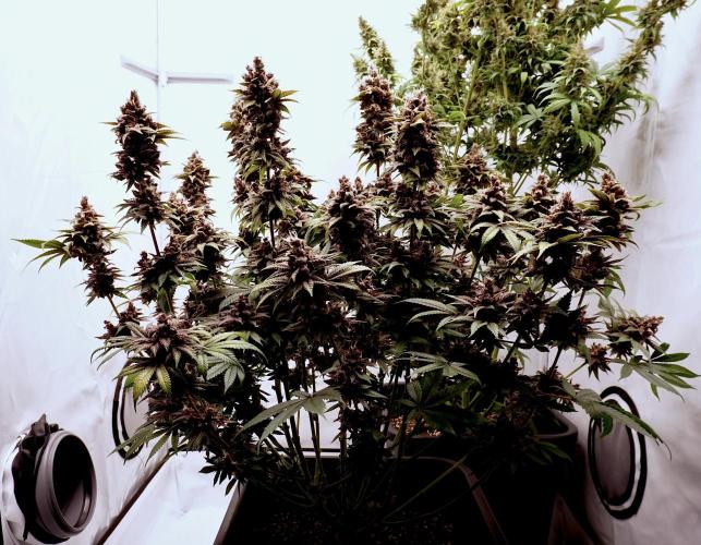 Sour Fruit Tartare F1 #8 - Dutch Passion. Week 13