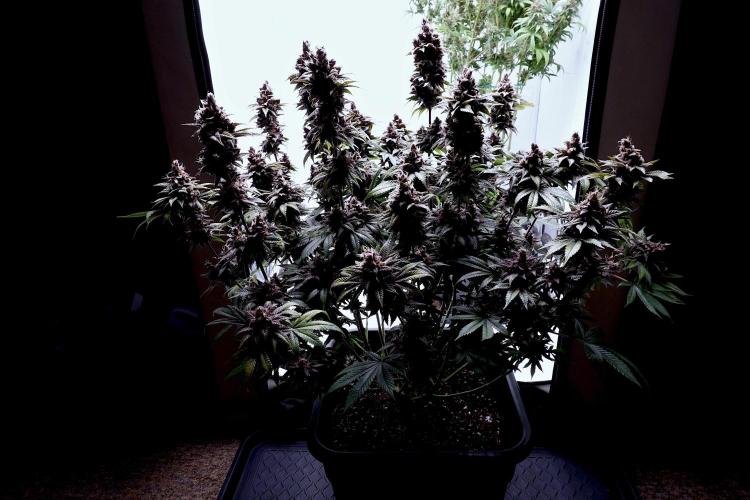 Sour Fruit Tartare F1 #8 - Dutch Passion. Week 13