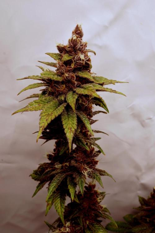 Sour Fruit Tartare F1 #8 - Dutch Passion. Week 13