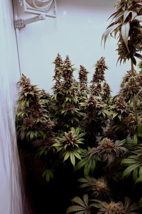 Sour Fruit Tartare F1 #8 - Dutch Passion. Week 13