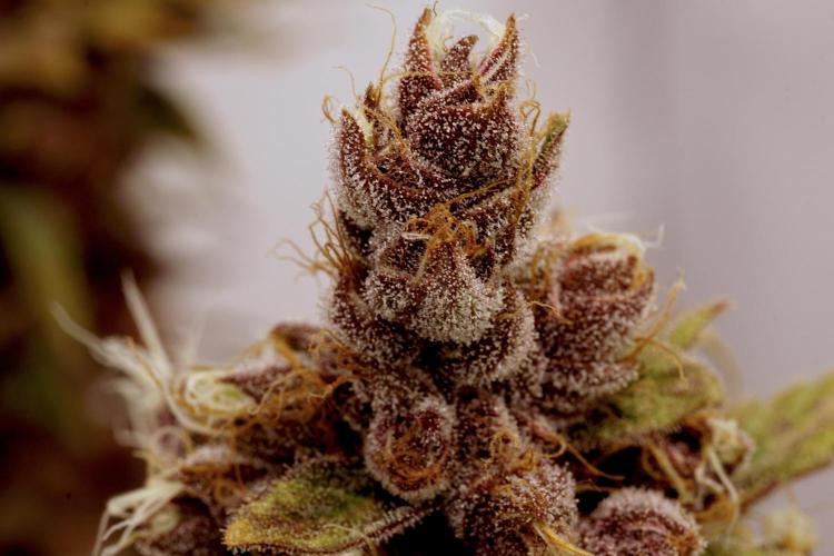 Sour Fruit Tartare F1 #8 - Dutch Passion. Week 13