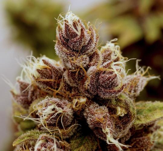 Sour Fruit Tartare F1 #8 - Dutch Passion. Week 13