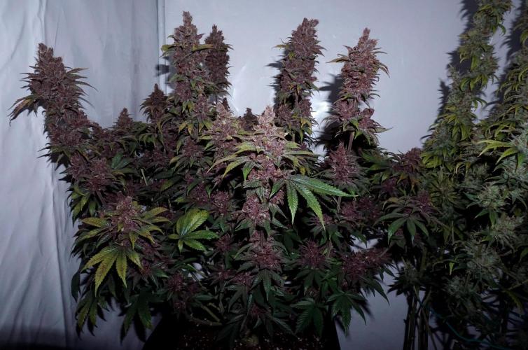 Sour Fruit Tartare F1 #8 - Dutch Passion. Week 13 - With flash!