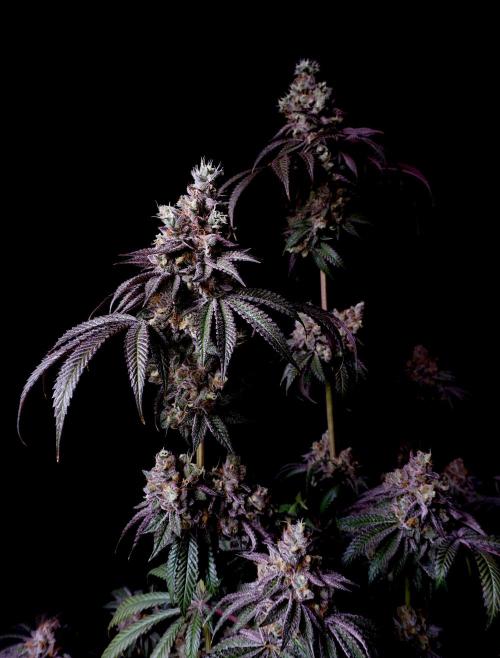 Slush Mint Cake - Dutch Passion. Week 14 - Low light