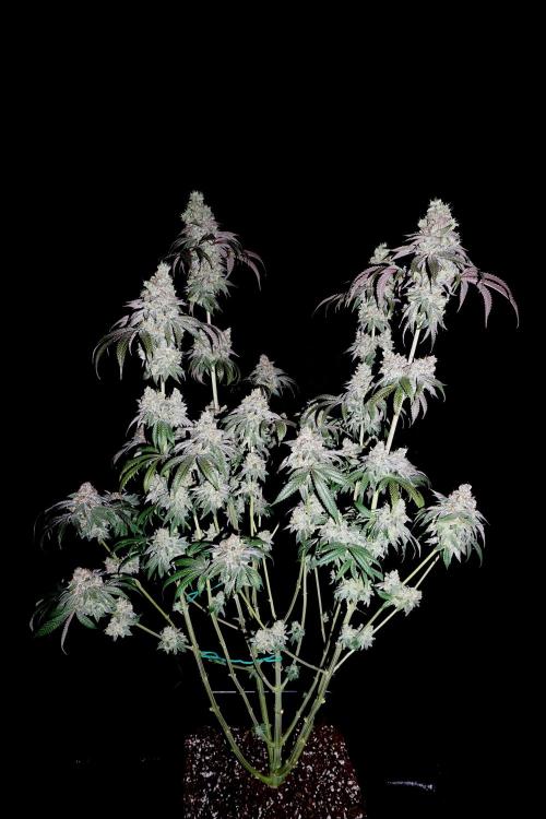 Slush Mint Cake - Dutch Passion. Week 14 - Flash shot for maximum shiny!