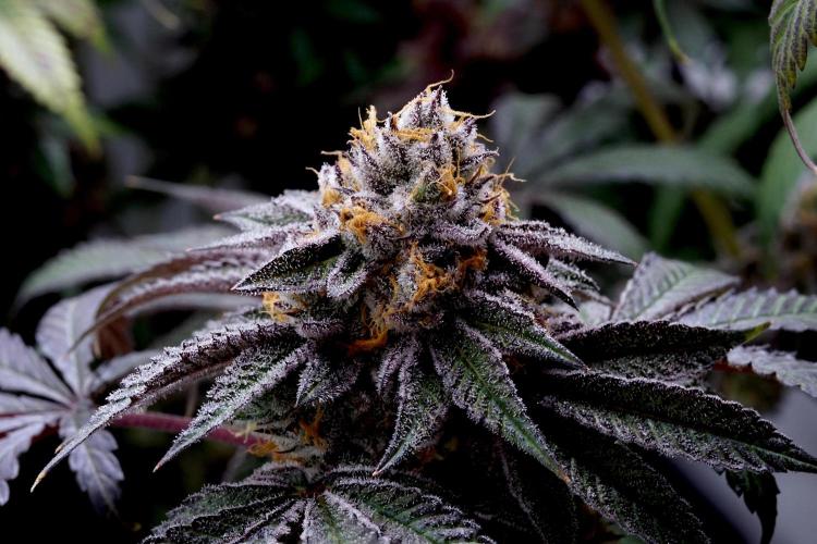 Slush Mint Cake - Dutch Passion. Week 14