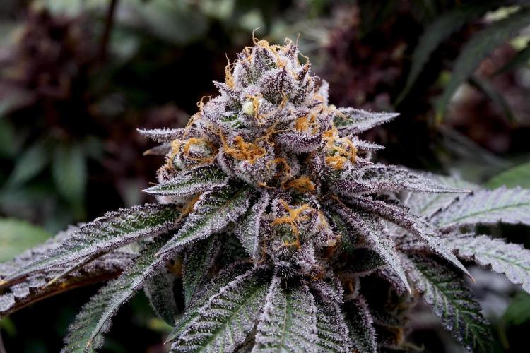 Slush Mint Cake - Dutch Passion. Week 14
