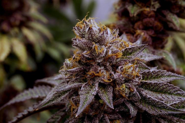 Slush Mint Cake - Dutch Passion. Week 14 - Behind her: SFT#8!