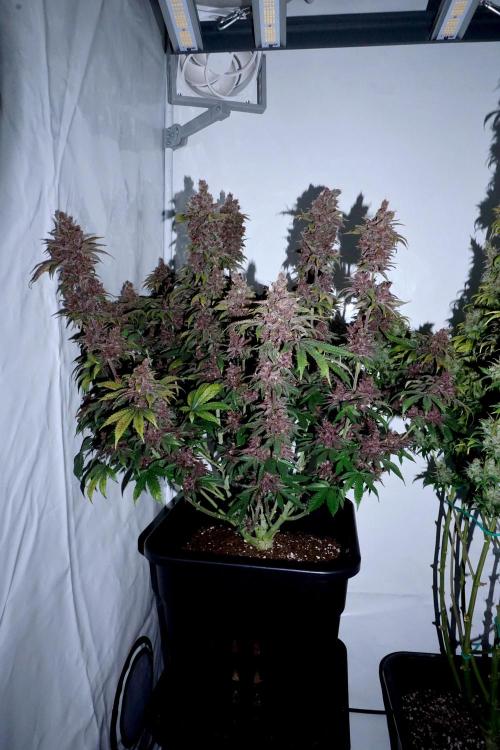 Sour Fruit Tartare F1 - #8. Week 14