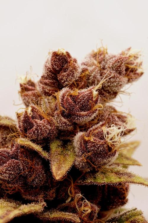 Sour Fruit Tartare F1 #8 - Dutch Passion. Week 14 - Zoom in!