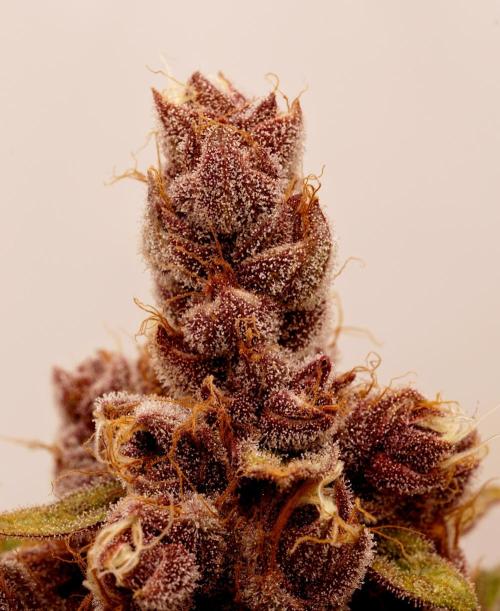 Sour Fruit Tartare F1 #8 - Dutch Passion. Week 14 - Zoom in!