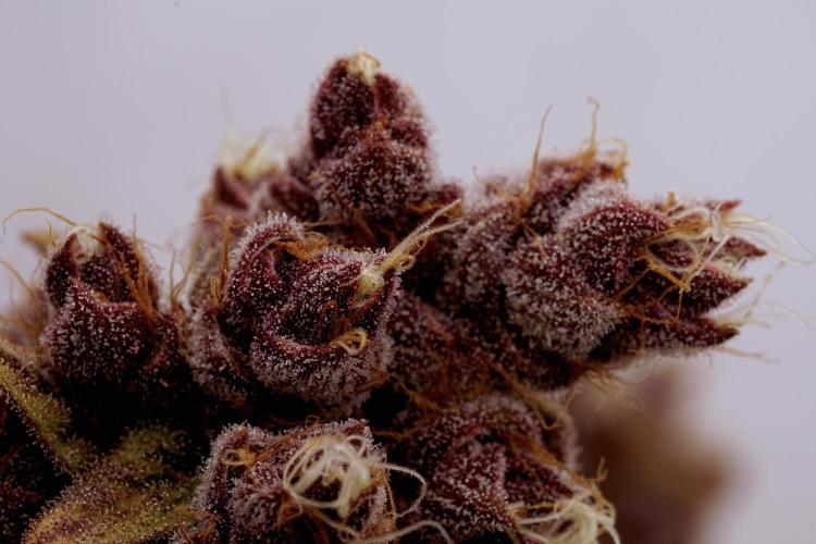Sour Fruit Tartare F1 #8 - Dutch Passion. Week 14 - Zoom in!