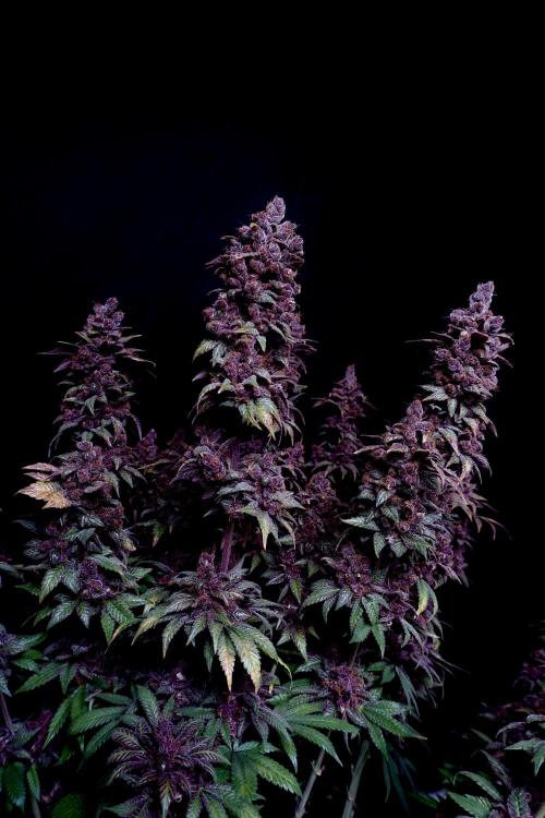 Sour Fruit Tartare F1 #8 - Dutch Passion. Week 14 - Low light shoot in front of a black background.