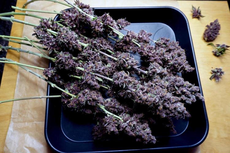 Sour Fruit Tartare F1 #8 - Dutch Passion. Week 14 - Wet-trimmed parts.