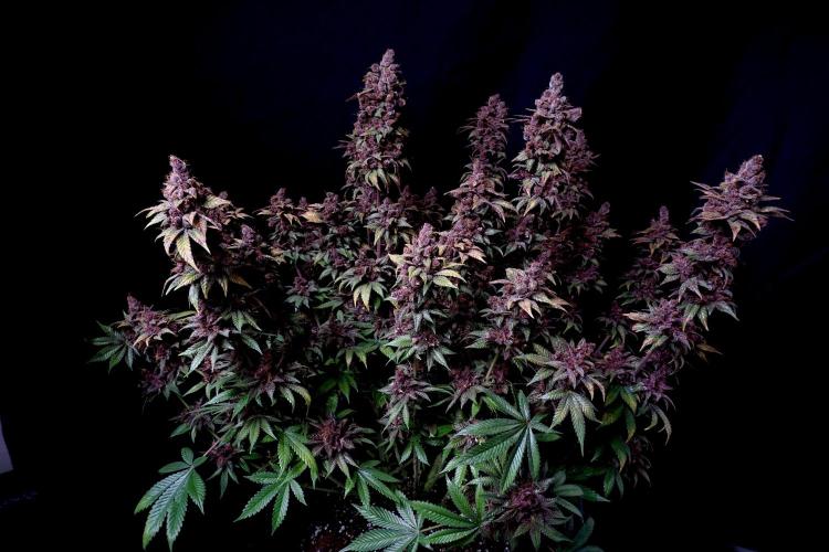 Sour Fruit Tartare F1 - #8. Week 14