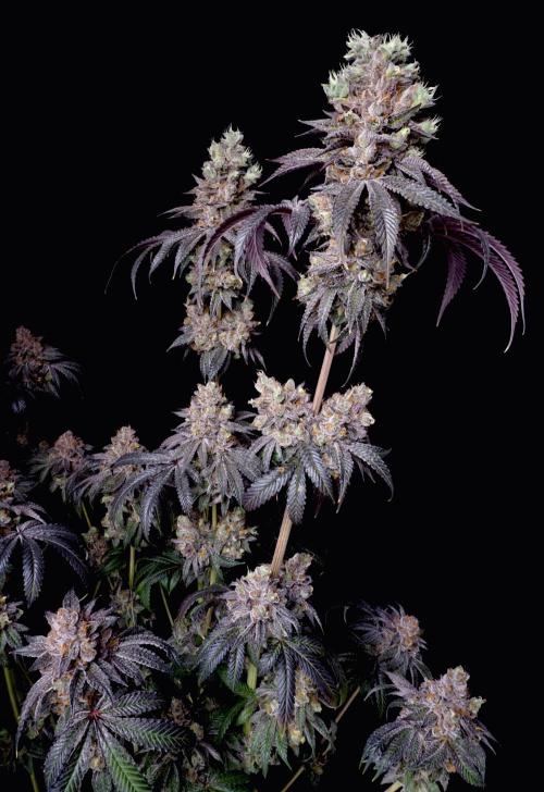 Slush Mint Cake - Dutch Passion. Week 15 - Lower light artistic shot