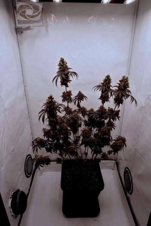 Slush Mint Cake - Dutch Passion. Week 15 - Whole plant
