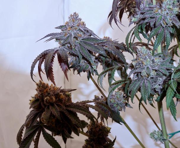 Slush Mint Cake - Dutch Passion. Week 15 - Side branches