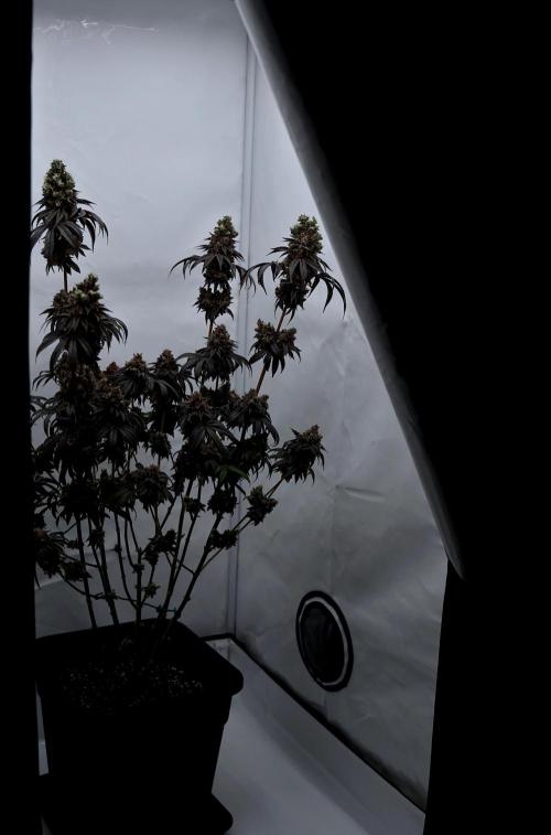 Slush Mint Cake - Dutch Passion. Week 15 - Peek into the tent